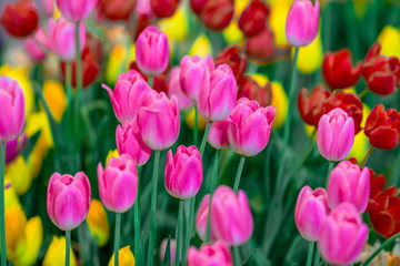 Nature Background Gold Flower Field Colorful tulips, which are used to decorate the garden during the cold weather, with the blurring of sunshine, natural beauty