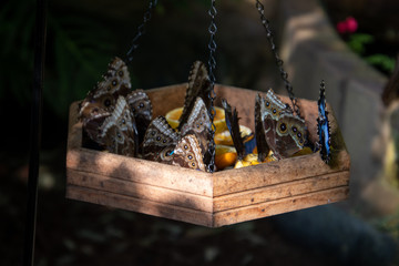 butterfly on a feeder