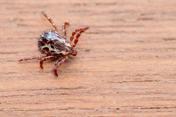 Small dog tick crawling over wood table background.