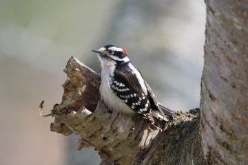 Male Downy Woodpecker in Tree