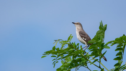 Northern Mockingbird on Branch