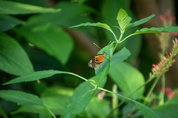 butterfly on a leaf