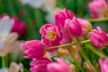 Fototapeta premium Nature Background Gold Flower Field Colorful tulips, which are used to decorate the garden during the cold weather, with the blurring of sunshine, natural beauty