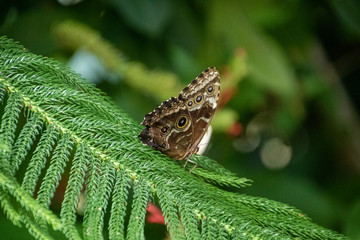 butterfly on a branch
