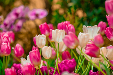 Nature Background Gold Flower Field Colorful tulips, which are used to decorate the garden during the cold weather, with the blurring of sunshine, natural beauty