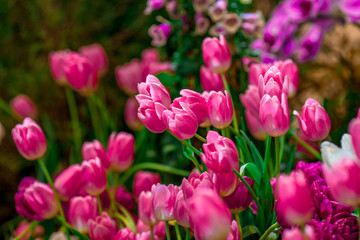 Nature Background Gold Flower Field Colorful tulips, which are used to decorate the garden during the cold weather, with the blurring of sunshine, natural beauty