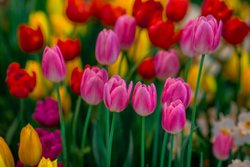 Nature Background Gold Flower Field Colorful tulips, which are used to decorate the garden during the cold weather, with the blurring of sunshine, natural beauty
