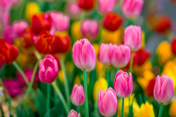 Fototapeta premium Nature Background Gold Flower Field Colorful tulips, which are used to decorate the garden during the cold weather, with the blurring of sunshine, natural beauty