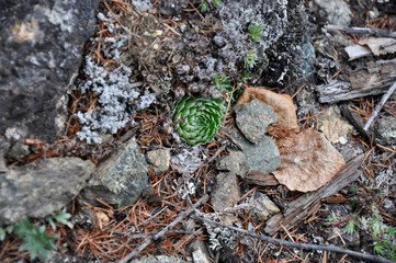 Beautiful forest plants in taiga forest in summer