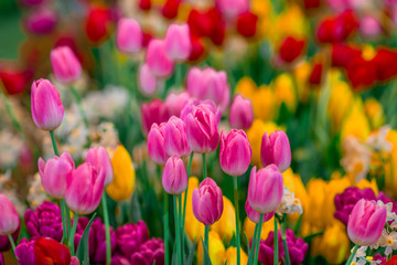 Fototapeta premium Tapeta w tle kolorowych kwiatów tulipanów (różowych, czerwonych, białych, pomarańczowych, żółtych, zielonych, fioletowych) posadzonych na działce ogrodowej, aby zobaczyć piękno, gatunek rosnący w zimne dni. Albo zima
