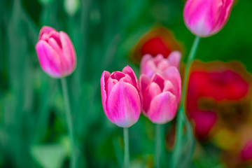 Fototapeta premium A colorful flower background wallpaper of tulips (pink, red, white, orange, yellow, green, purple) planted in a garden plot for the beauty to see, a species that grows in cold weather. Or winter