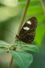 butterfly on a leaf