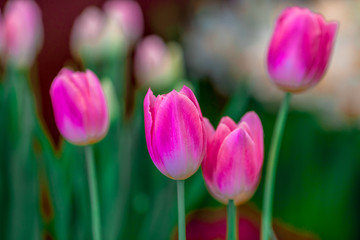 A colorful flower background wallpaper of tulips (pink, red, white, orange, yellow, green, purple) planted in a garden plot for the beauty to see, a species that grows in cold weather. Or winter