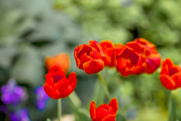 A colorful flower background wallpaper of tulips (pink, red, white, orange, yellow, green, purple) planted in a garden plot for the beauty to see, a species that grows in cold weather. Or winter