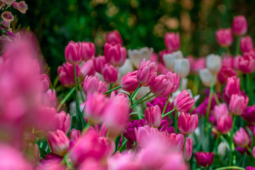 A colorful flower background wallpaper of tulips (pink, red, white, orange, yellow, green, purple) planted in a garden plot for the beauty to see, a species that grows in cold weather. Or winter