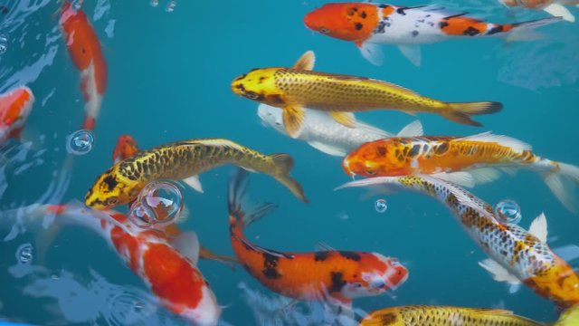 Koi fish or carp fish swimming in pond. It golden red orange and yellow of body koi fish. The surface ripples while the carp fish swim in the pond. It more colorful varieties in outdoor pond or garden