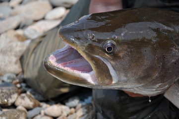 Trophy fishing on siberian taimen on the taiga river