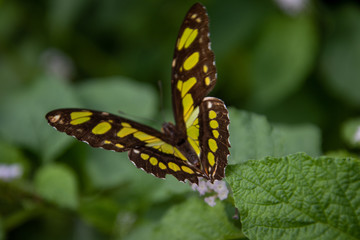 butterfly on a leaf