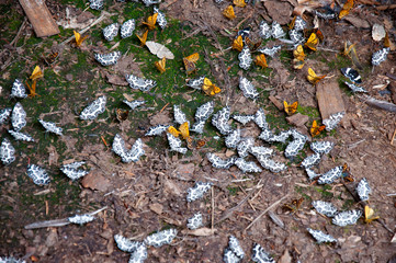 Colony of butterflies sits on the road