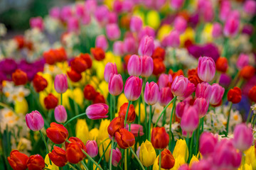 A colorful flower background wallpaper of tulips (pink, red, white, orange, yellow, green, purple) planted in a garden plot for the beauty to see, a species that grows in cold weather. Or winter