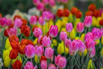 A colorful flower background wallpaper of tulips (pink, red, white, orange, yellow, green, purple) planted in a garden plot for the beauty to see, a species that grows in cold weather. Or winter