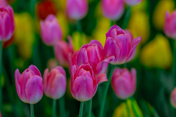 A colorful flower background wallpaper of tulips (pink, red, white, orange, yellow, green, purple) planted in a garden plot for the beauty to see, a species that grows in cold weather. Or winter