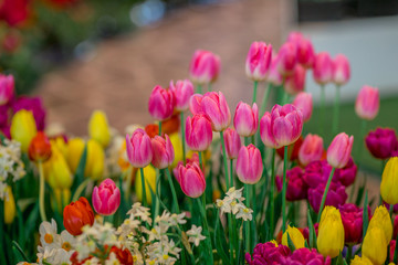 A colorful flower background wallpaper of tulips (pink, red, white, orange, yellow, green, purple) planted in a garden plot for the beauty to see, a species that grows in cold weather. Or winter
