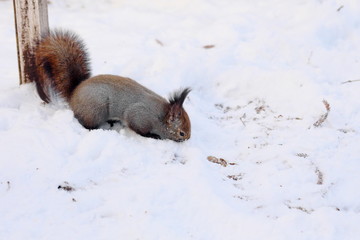 木の実を探すエゾリス