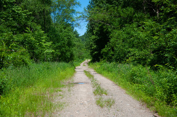 Fototapeta premium Summer view of a beautiful taiga road stretching into the distance.