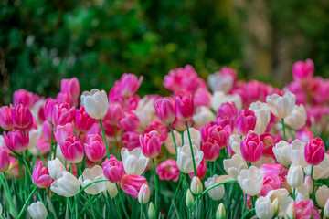 Flower background view The colorful colors of tulips (pink, red, white, orange, yellow, green, purple) planted in gardens for the beauty of the spectators, are species that grow in cold weather.