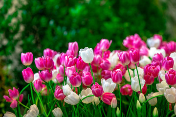 Flower background view The colorful colors of tulips (pink, red, white, orange, yellow, green, purple) planted in gardens for the beauty of the spectators, are species that grow in cold weather.