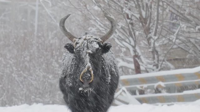 dzo, a hybrid of yak and cow walking in the snow in  village of ladakh