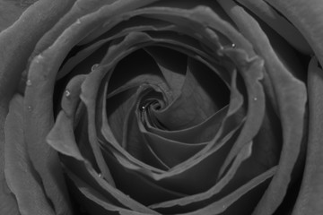 Rose flower Close Up Macro