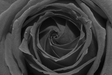 Rose flower Close Up Macro
