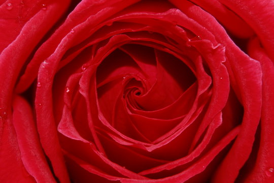 Vibrant Red Rose flower Macro.