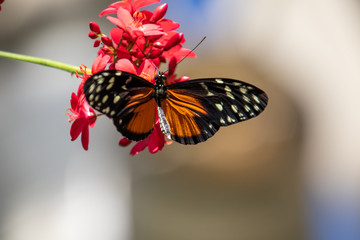butterfly on a flower