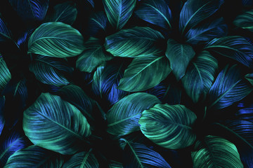 Obrazy na Plexi  liście Spathiphyllum cannifolium, abstrakcyjna zielona tekstura, tło przyrody, tropikalny liść