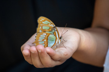 butterfly on a hand
