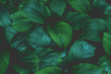 Fototapeta na wymiar leaves of Spathiphyllum cannifolium, abstract green texture, nature background, tropical leaf
