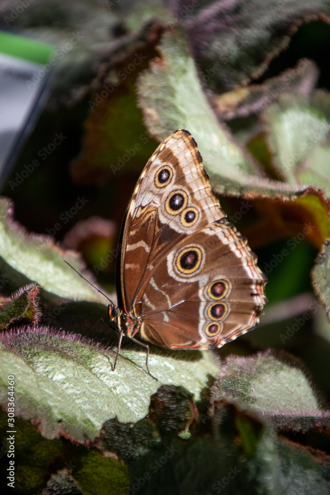 Wall mural butterfly on a leaf