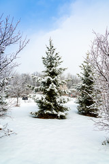 Trees covered with the snow in the park 