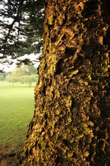 Obraz premium Tree with Bark