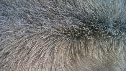 Dog fur texture