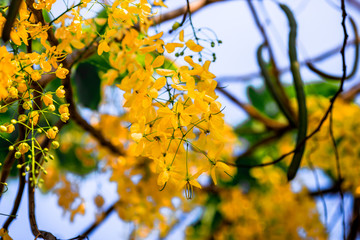 Close-up background of blurred yellow flowers, which grow naturally or planted in parks, for the beauty of the spectators while traveling.