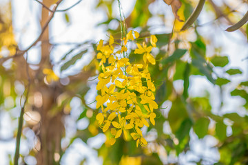Close-up background of blurred yellow flowers, which grow naturally or planted in parks, for the beauty of the spectators while traveling.