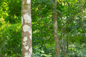 Fototapeta premium tree in the forest with blurred background