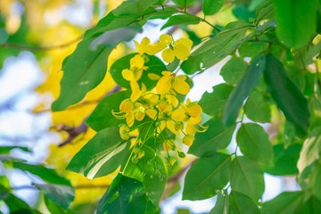 Close-up background of blurred yellow flowers, which grow naturally or planted in parks, for the beauty of the spectators while traveling.