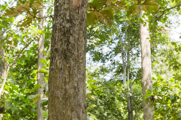 Teak tree in nature Thailand