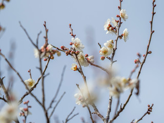 白い梅の花