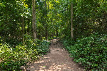 The path in the woods